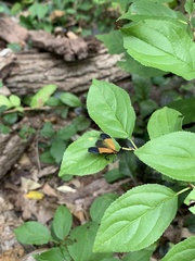 Calopteron terminale