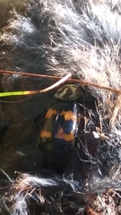 Nicrophorus tomentosus