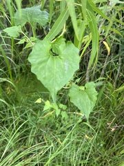 Mikania scandens