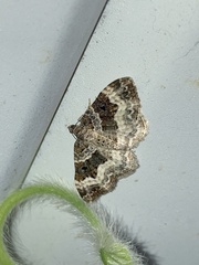 Epirrhoe alternata