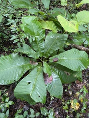Magnolia macrophylla
