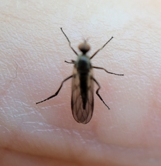 Empididae