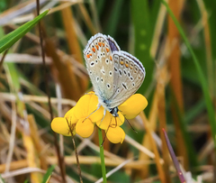 Polyommatus icarus