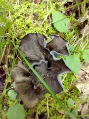 Craterellus