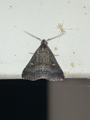 Tetanolita mynesalis