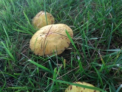 Suillus americanus