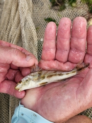 Menticirrhus saxatilis