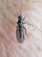 Empididae