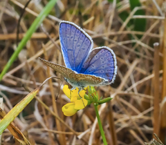Polyommatus icarus
