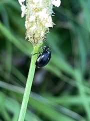 Phylloscelis atra