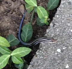 Plestiodon fasciatus