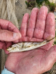 Menticirrhus saxatilis