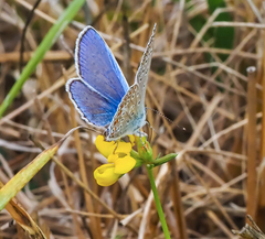 Polyommatus icarus