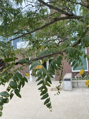 Gleditsia triacanthos