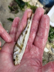 Menticirrhus saxatilis