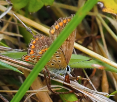 Polyommatus icarus