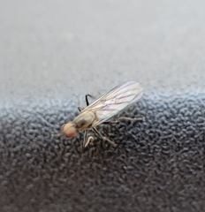 Empididae