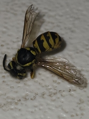 Vespula pensylvanica