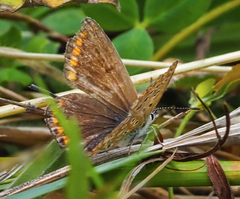 Polyommatus icarus