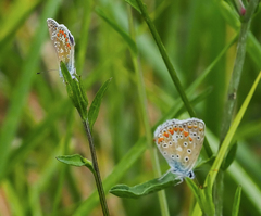 Polyommatus icarus