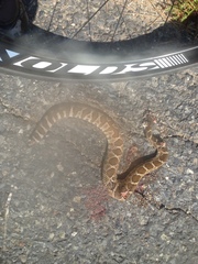 Crotalus oreganus oreganus