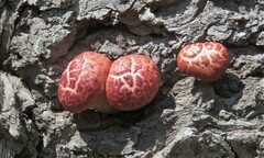 Gymnopilus
