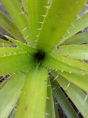 Eryngium paniculatum