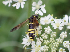 Tenthredo marginella
