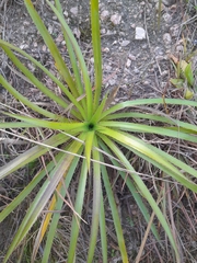 Eryngium paniculatum