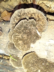 Hexagonia