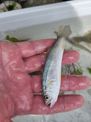 Cynoscion regalis