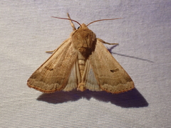 Dichagyris variabilis