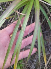Eryngium paniculatum