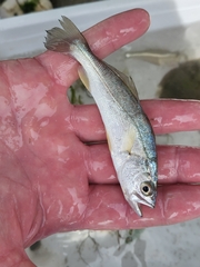 Cynoscion regalis