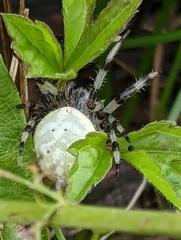 Araneus trifolium