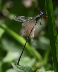 Lestes