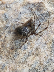 Parasteatoda