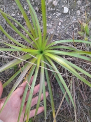 Eryngium paniculatum