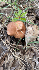 Agaricales