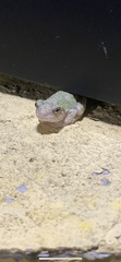 Hyla versicolor