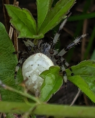 Araneus trifolium