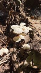 Marasmiineae