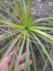 Eryngium paniculatum