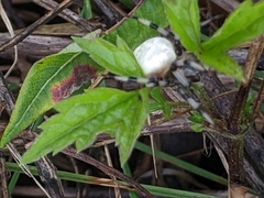 Araneus trifolium