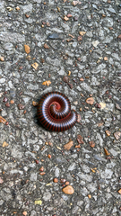 Narceus americanus