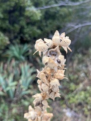 Alcea rosea