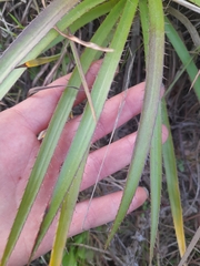 Eryngium paniculatum