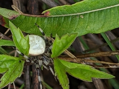 Araneus trifolium