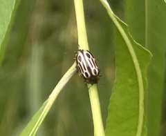 Chrysomela scripta
