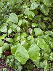 Dirca palustris